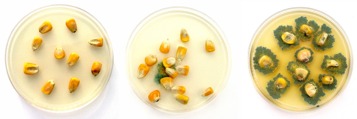 Grain Respiration Testing